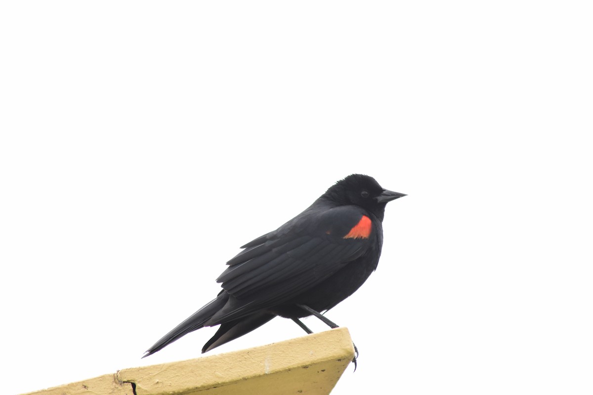 Red-winged Blackbird - ML616613721