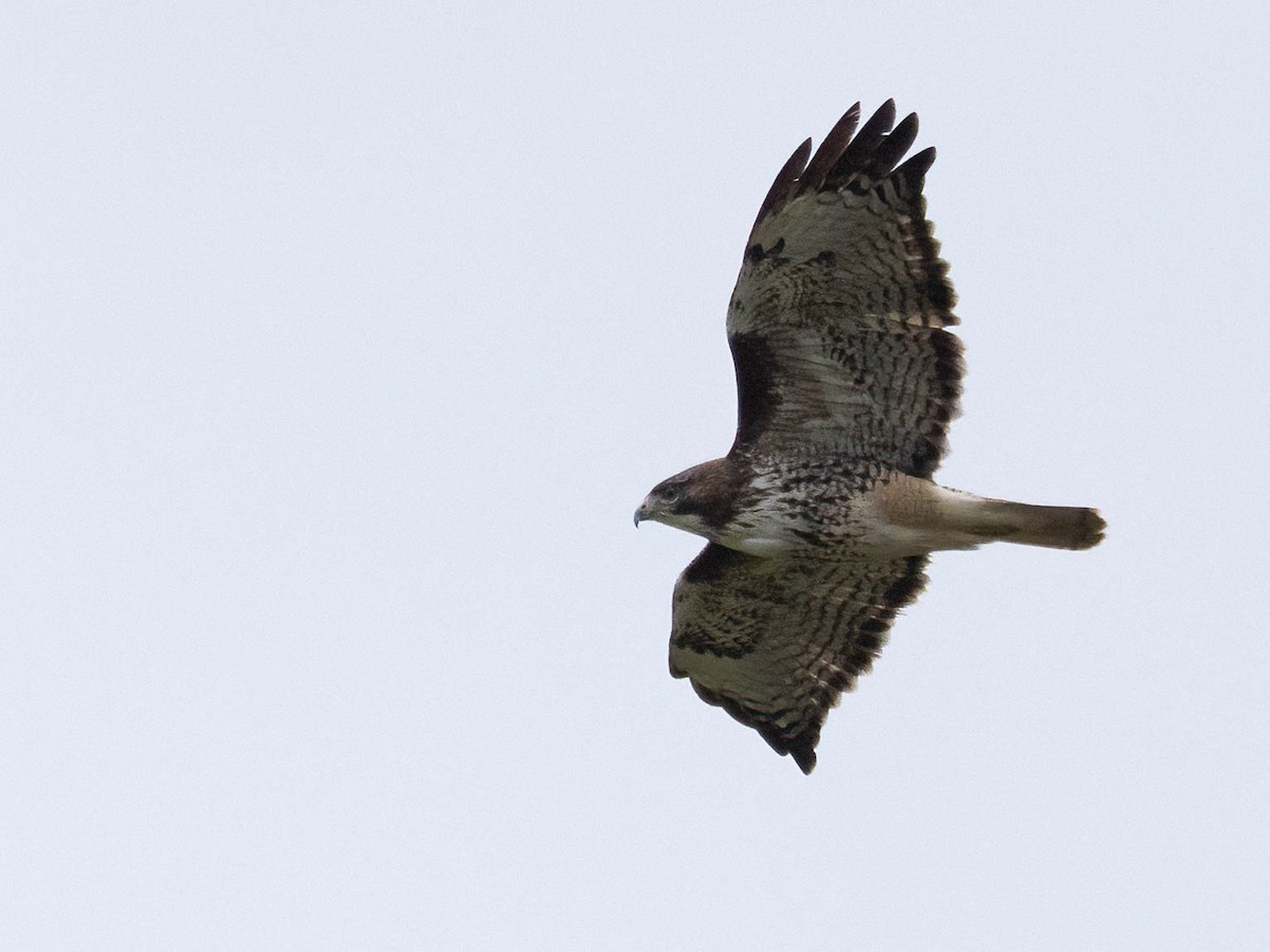 Red-tailed Hawk - Andy DeBroux