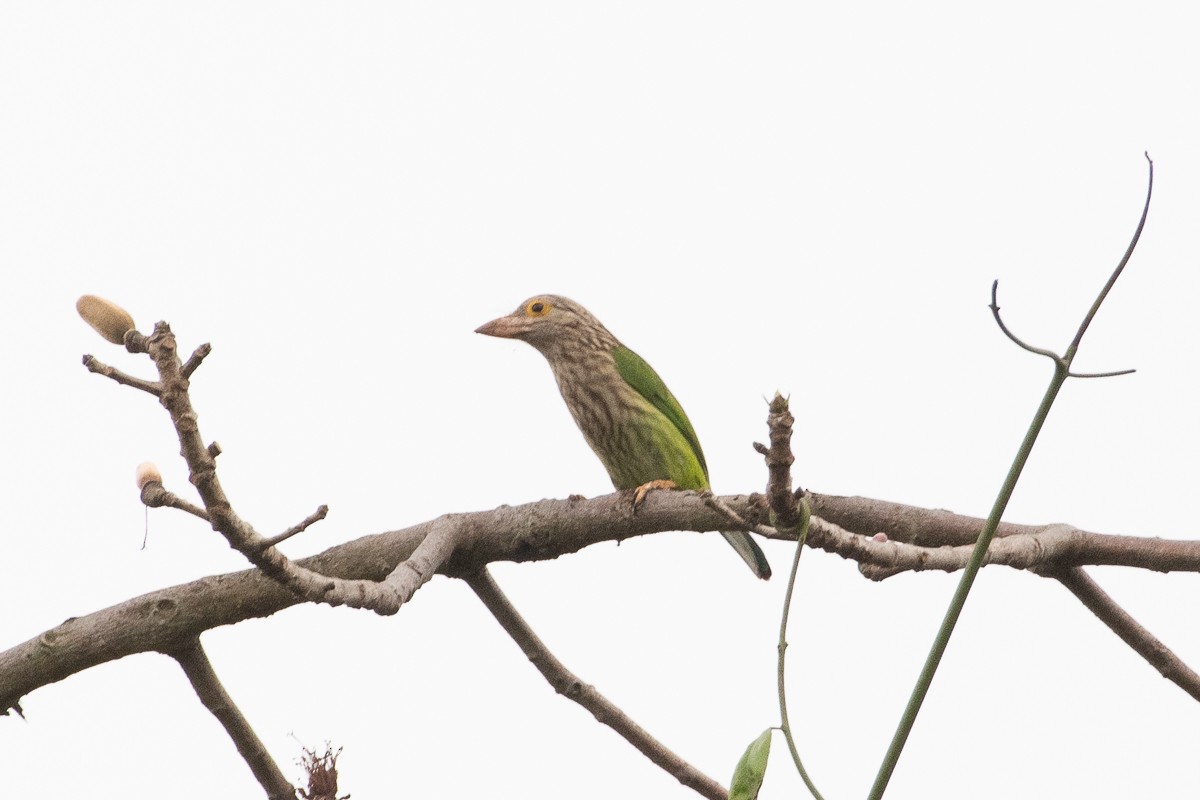 Lineated Barbet - ML616613752