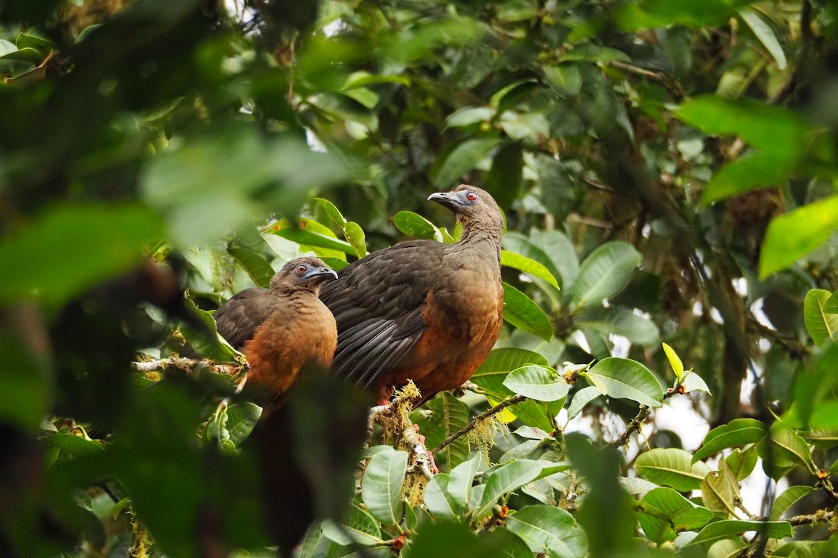 Sickle-winged Guan - ML616613795