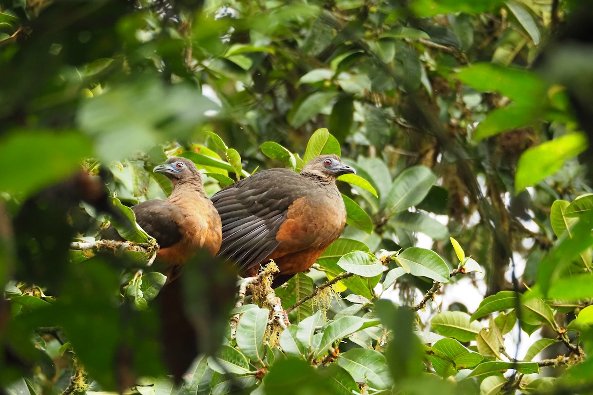 Sickle-winged Guan - ML616613796