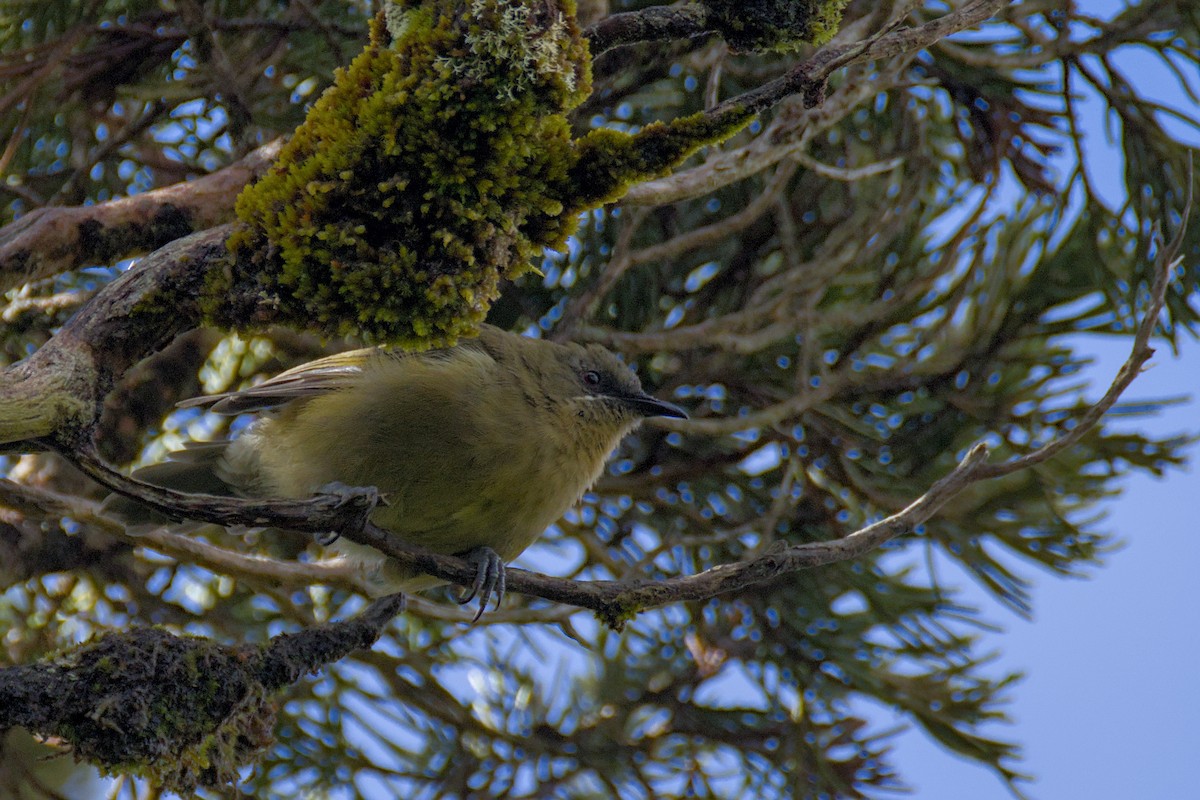 New Zealand Bellbird - Christopher Tuffley