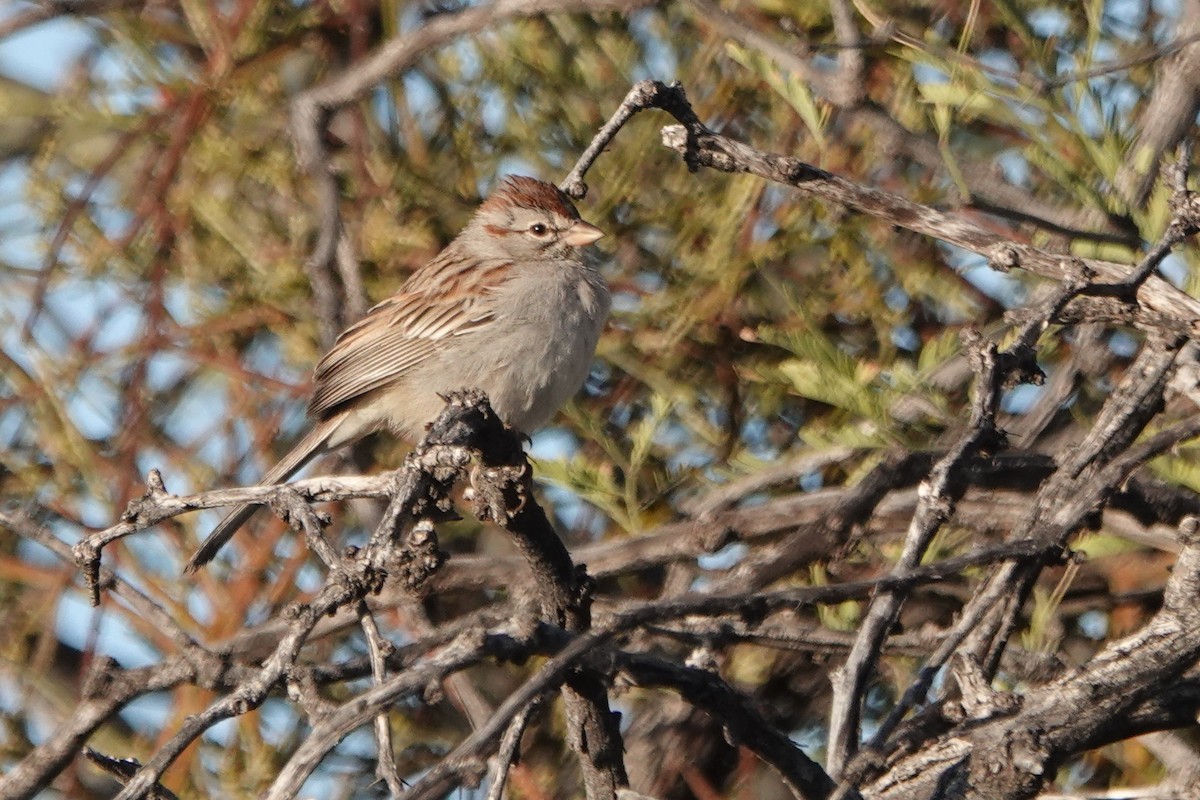 Rufous-winged Sparrow - ML616613845