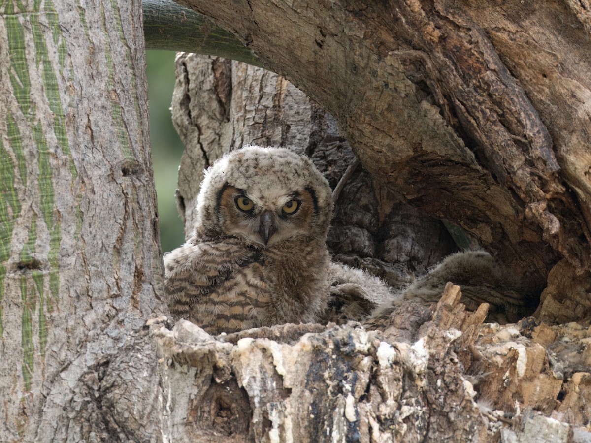 Great Horned Owl - ML616613870