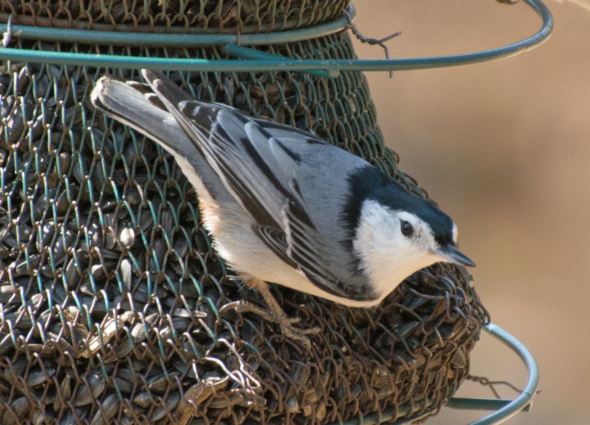 White-breasted Nuthatch - ML616613876