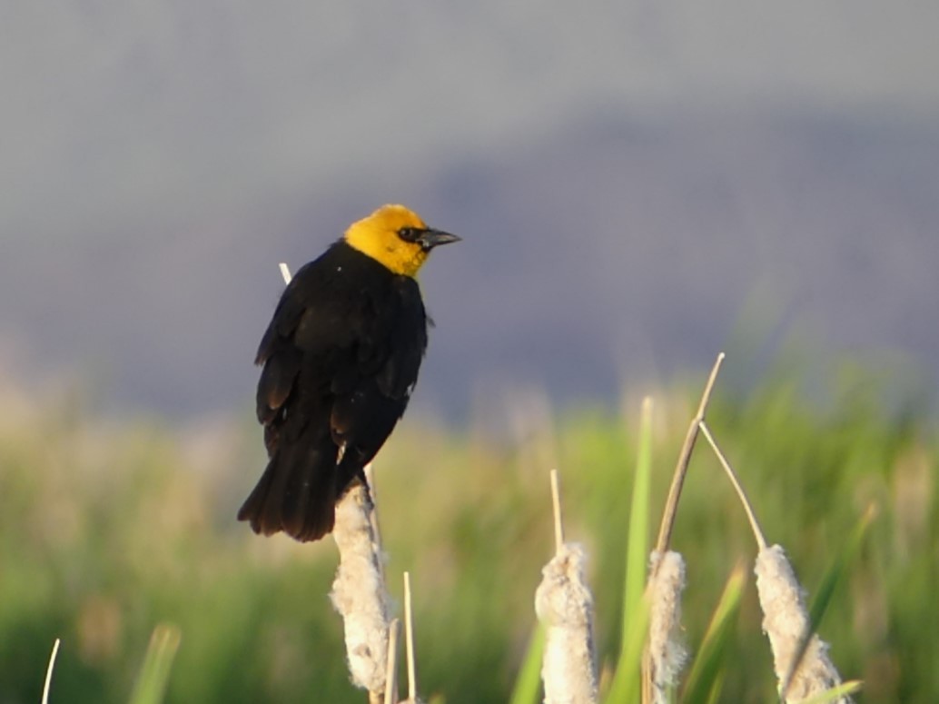 Yellow-headed Blackbird - ML616613883