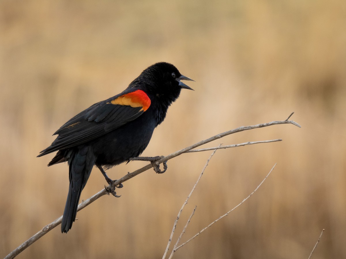 Red-winged Blackbird - ML616613906