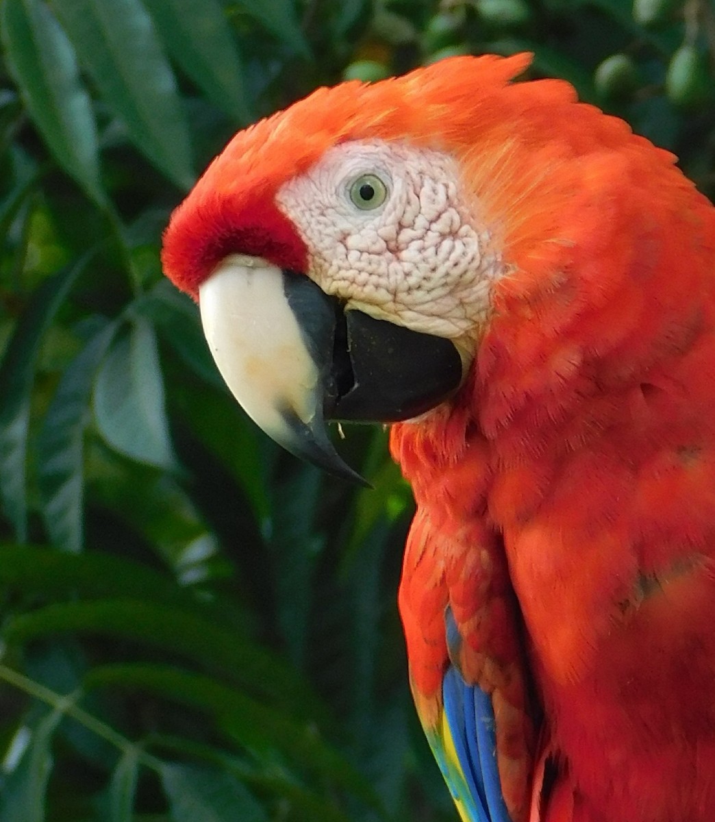 Scarlet Macaw - ML616613911