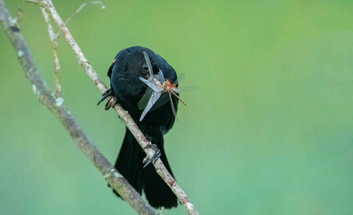 Red-winged Blackbird - Sandy Podulka