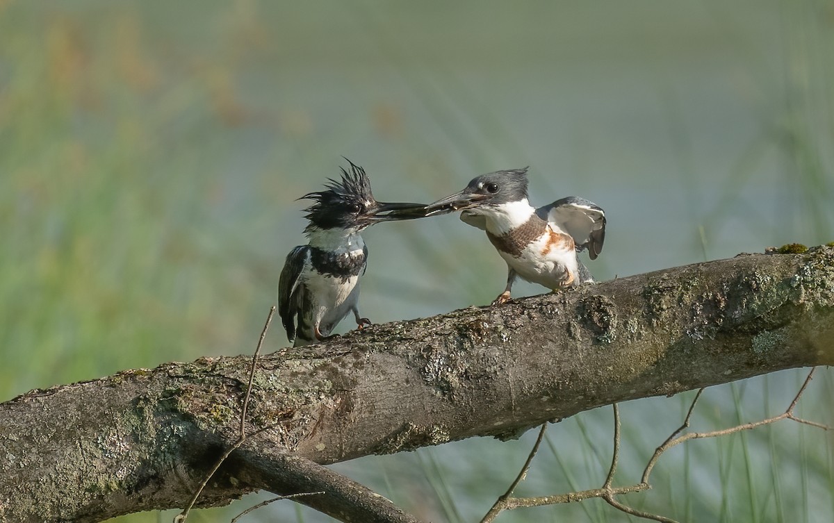 Belted Kingfisher - ML616614000