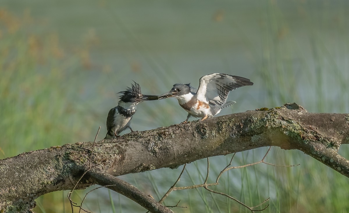 Belted Kingfisher - ML616614001