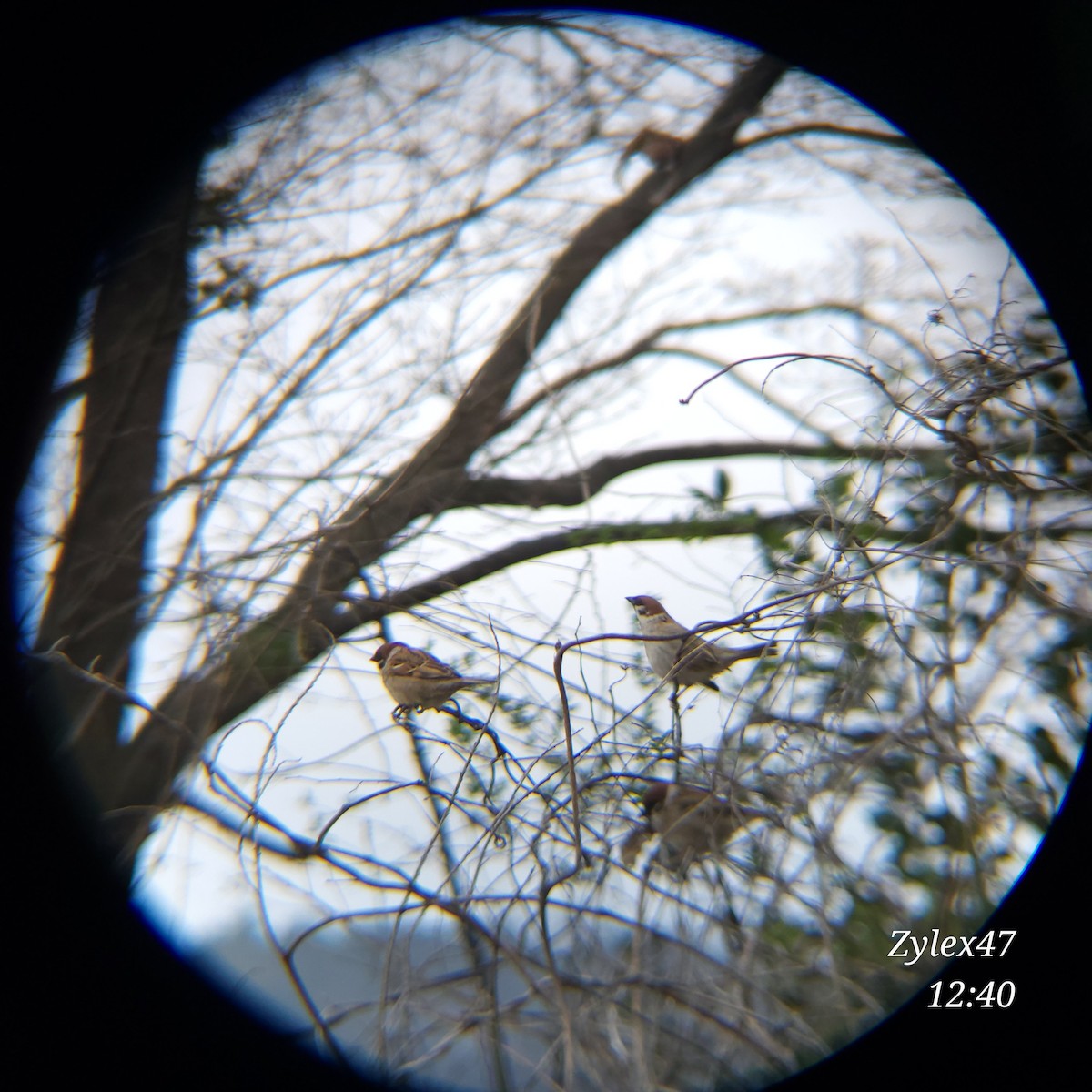 Eurasian Tree Sparrow - ML616614021