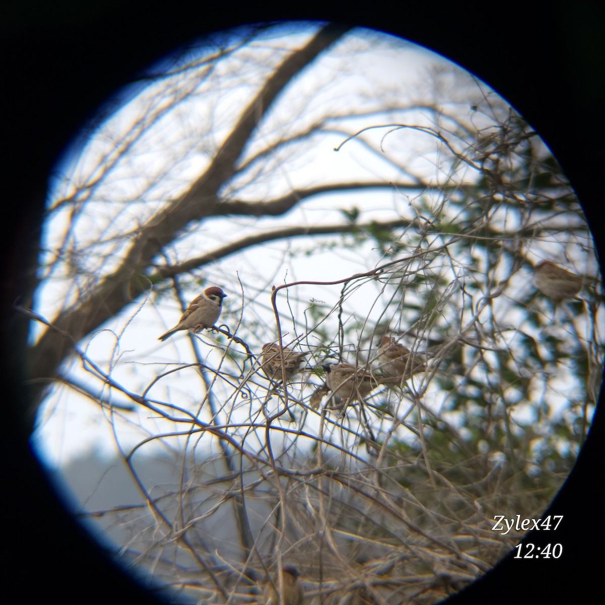 Eurasian Tree Sparrow - ML616614022