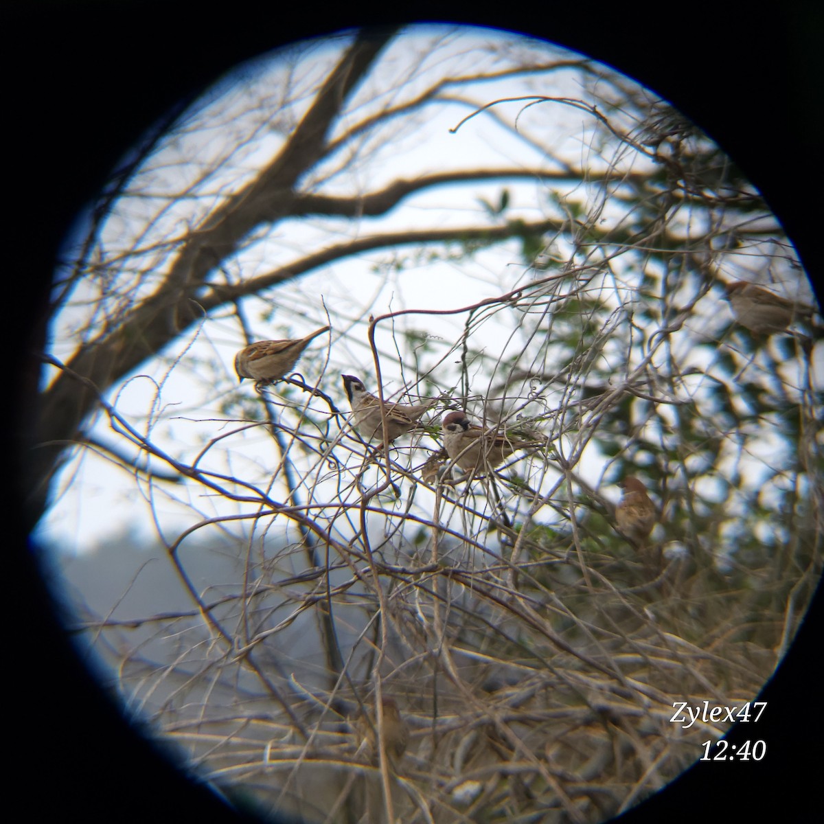 Eurasian Tree Sparrow - ML616614023