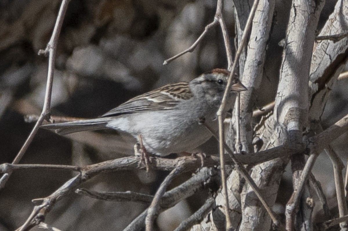 Chipping Sparrow - ML616614025