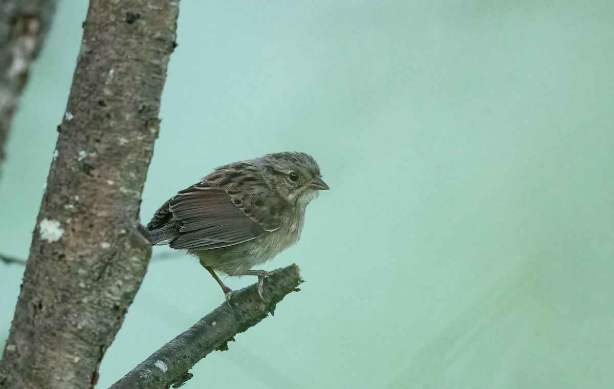 Swamp Sparrow - Sandy Podulka