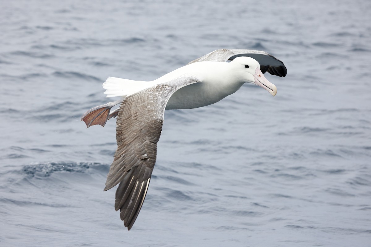 Southern Royal Albatross - Michael Yablick