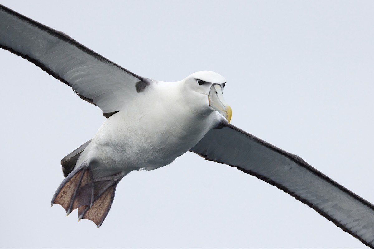 White-capped Albatross - ML616614121