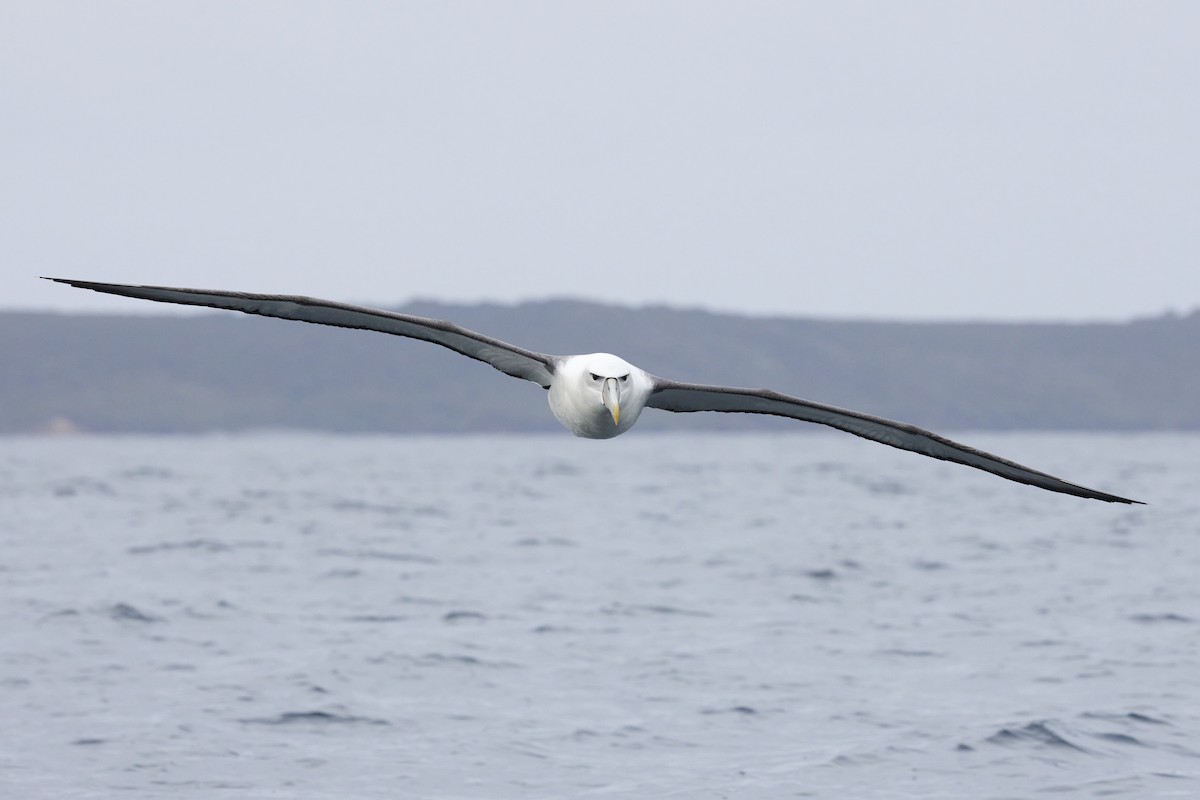 White-capped Albatross - ML616614122