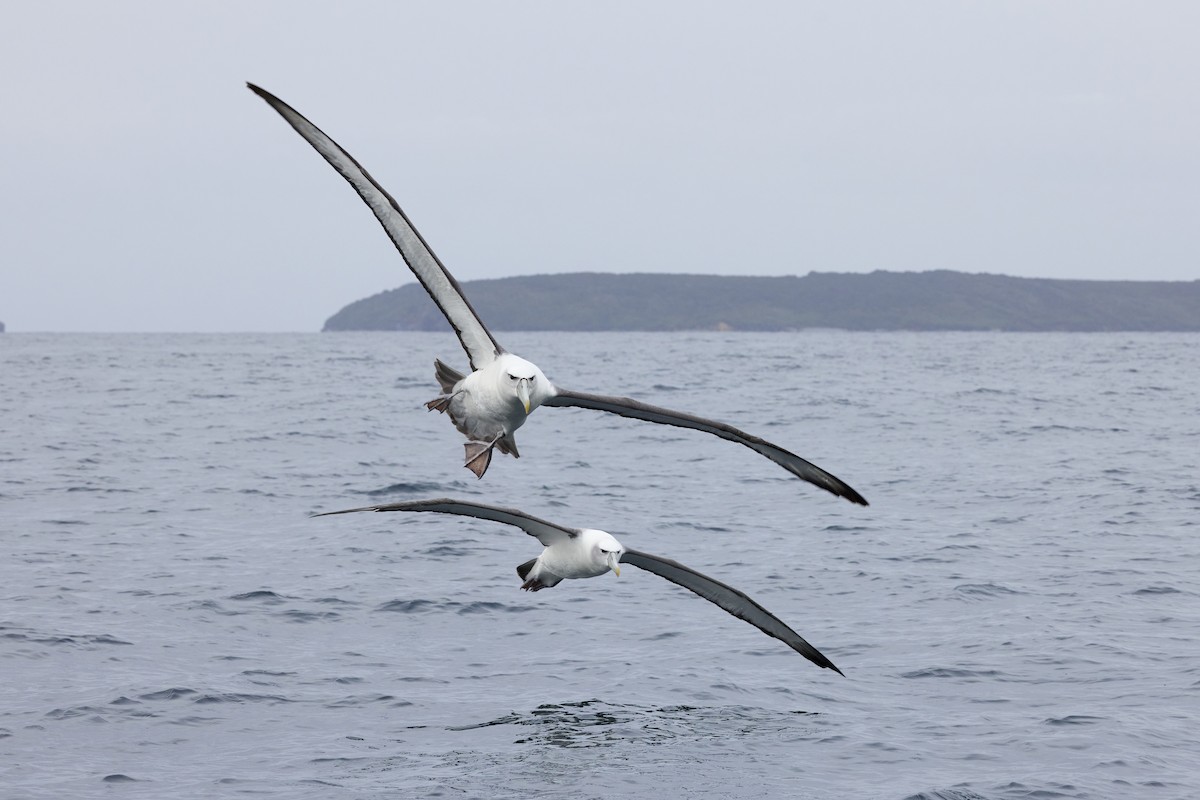 White-capped Albatross - ML616614124
