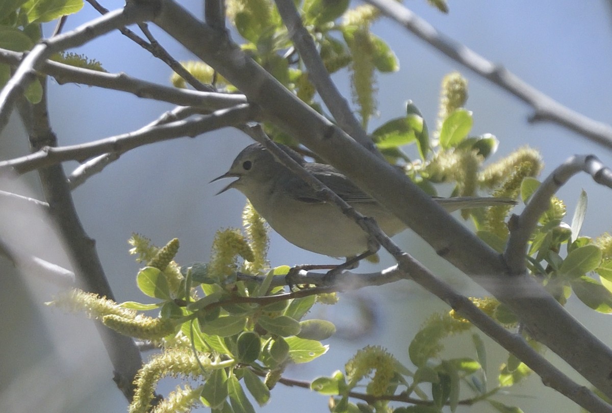 Lucy's Warbler - ML616614170