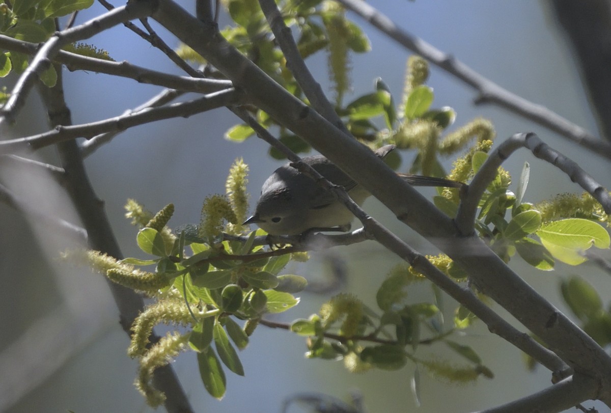 Lucy's Warbler - ML616614171