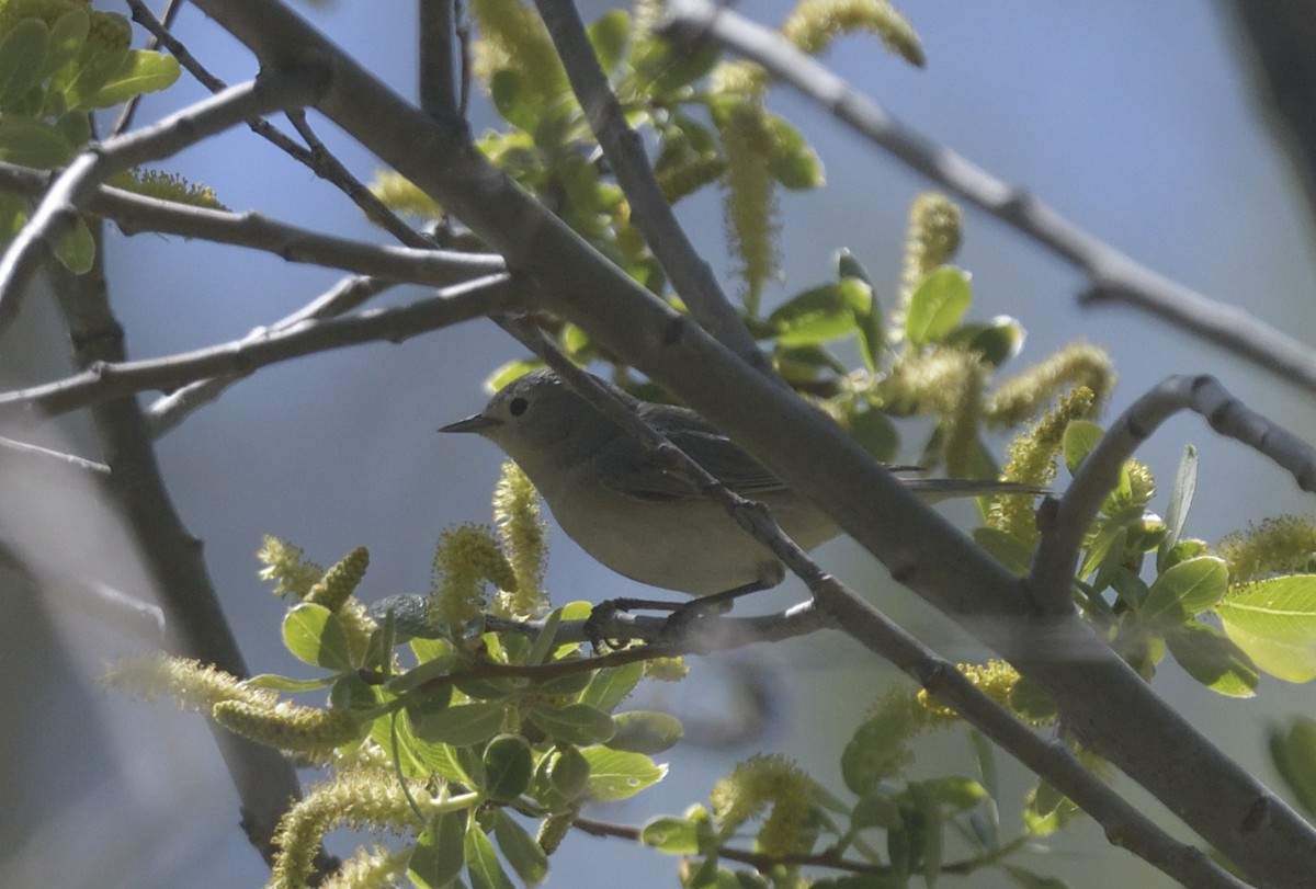 Lucy's Warbler - ML616614172