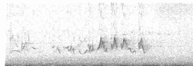 Чечевиця кармінова (підвид californicus) - ML616614245