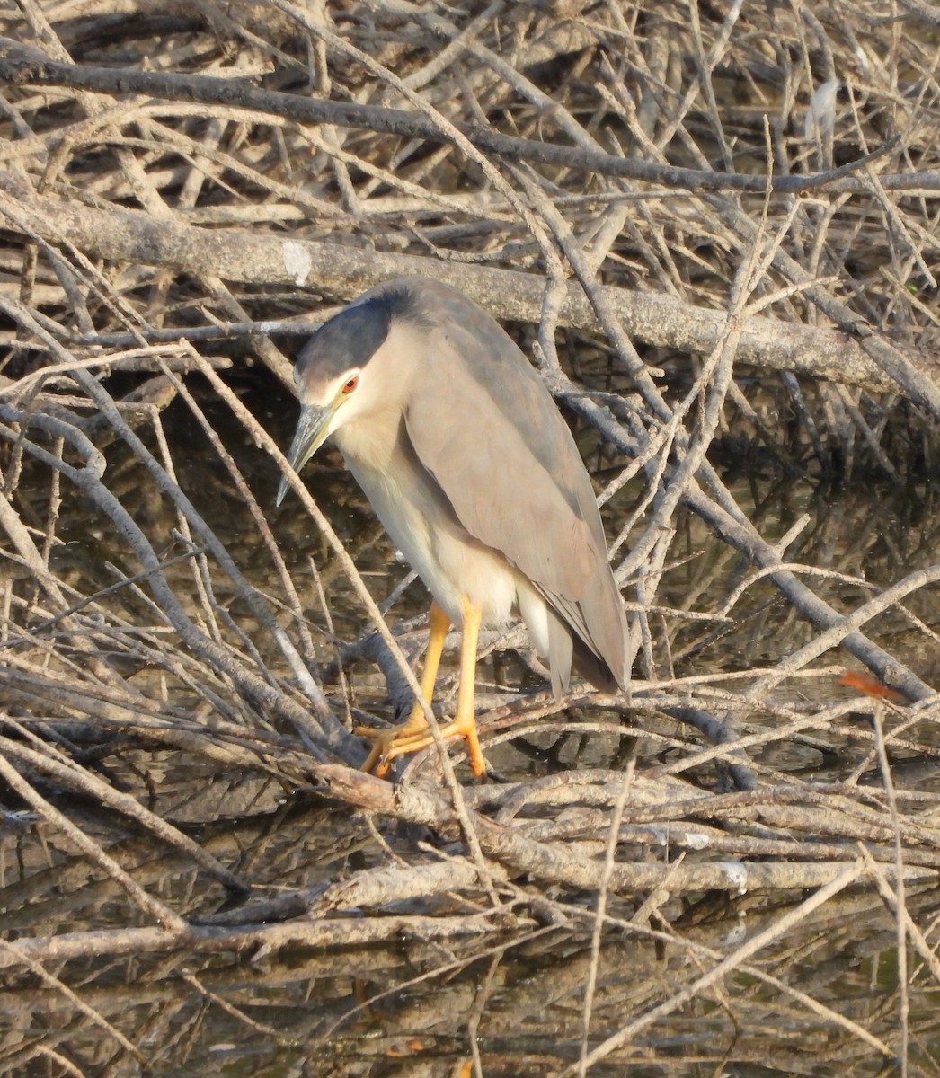 Black-crowned Night Heron - Stray Feather