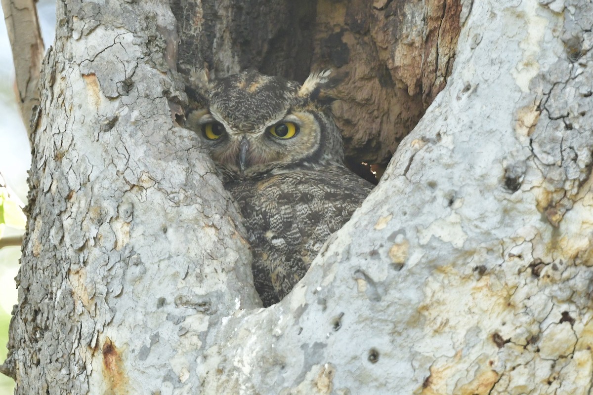 Great Horned Owl - ML616614317