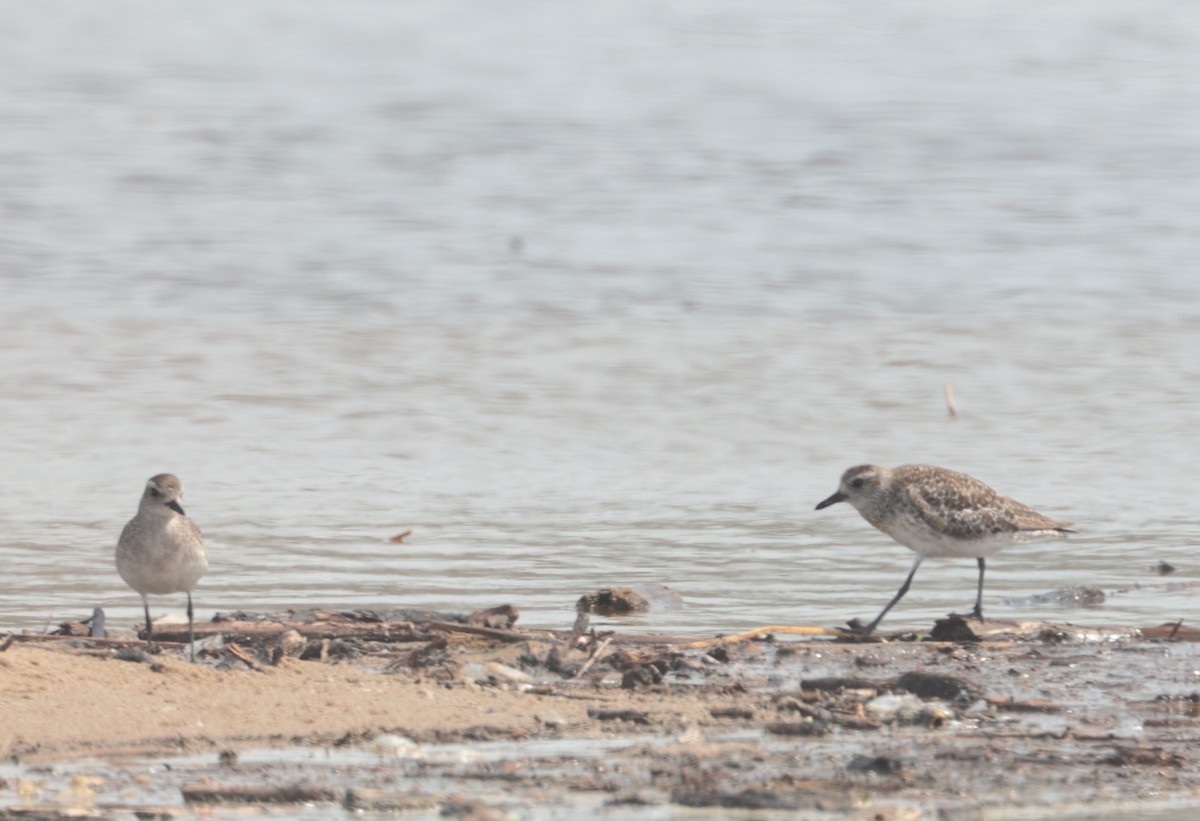 Black-bellied Plover - Tracy Drake