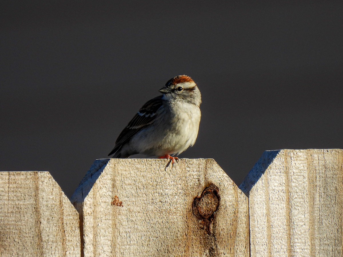 Chipping Sparrow - ML616614363