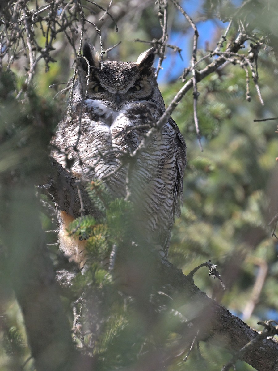 Great Horned Owl - ML616614460
