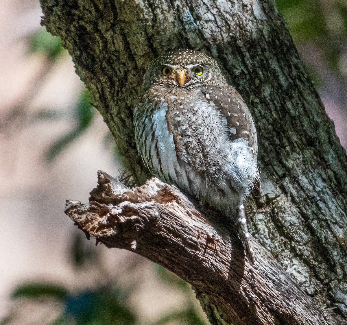 Northern Pygmy-Owl - ML616614499