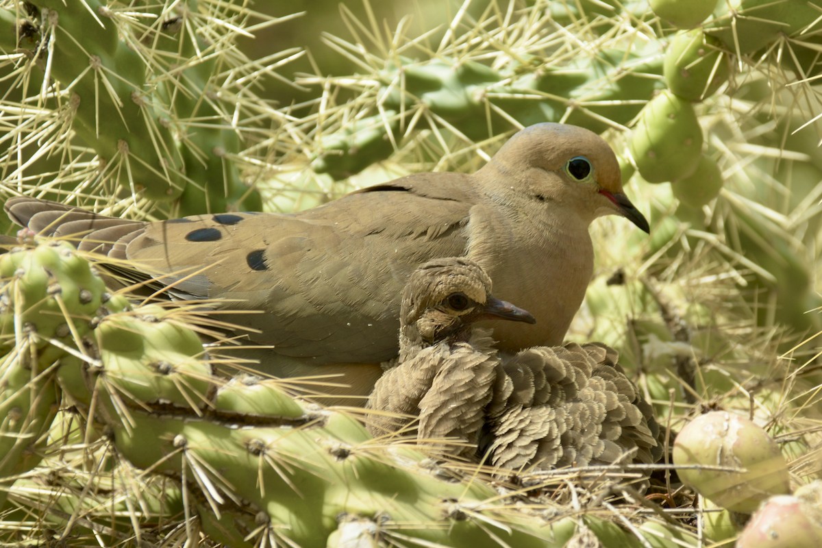 Mourning Dove - Vic Dillabaugh