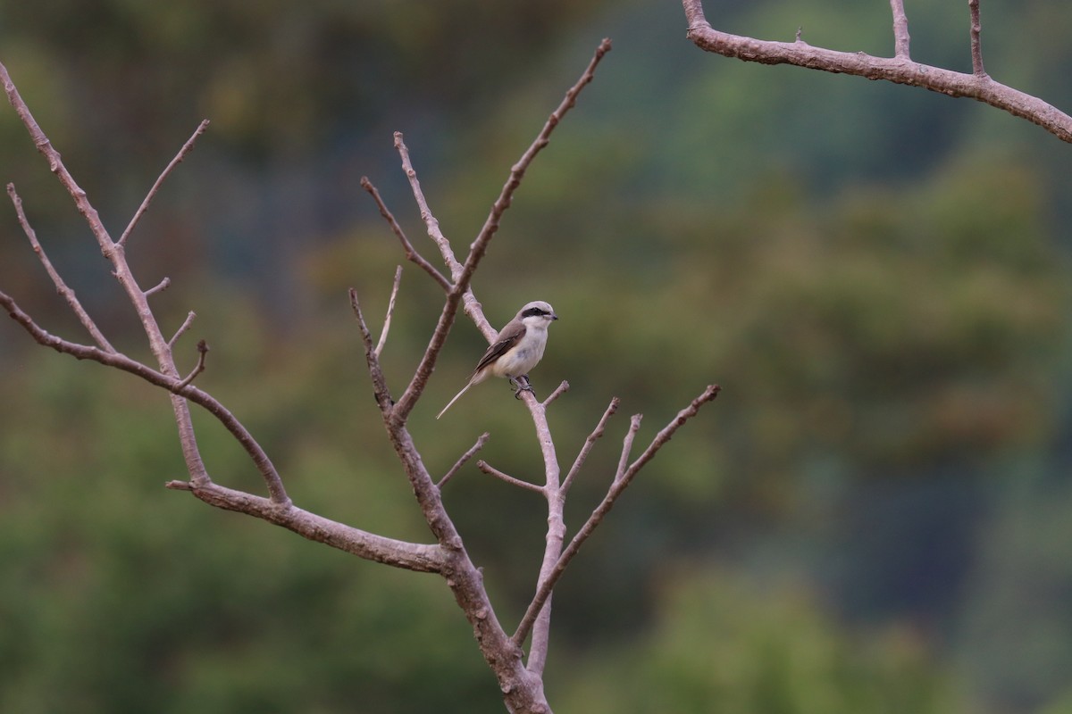 Brown Shrike - Vitek Jirinec
