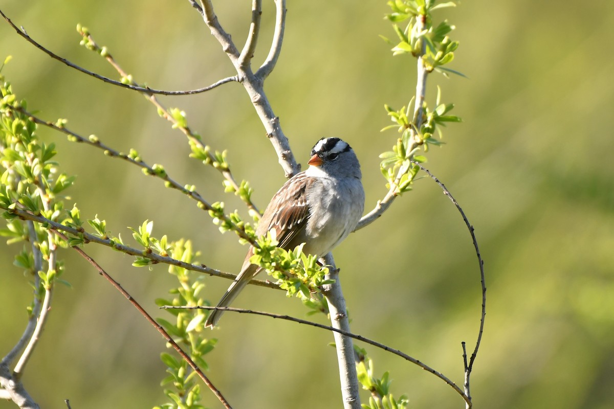 White-crowned Sparrow - donna whang