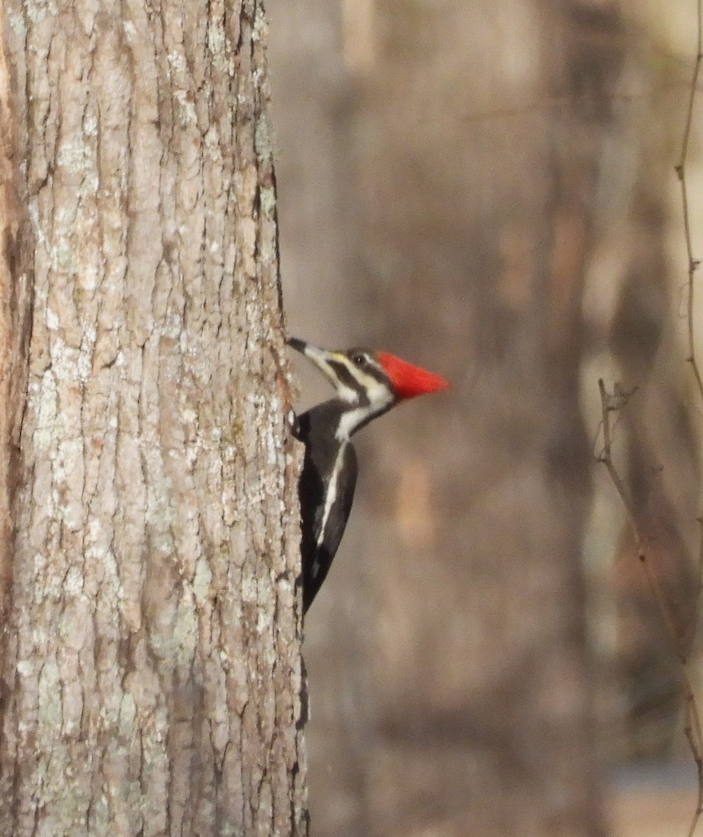Pileated Woodpecker - ML616614577