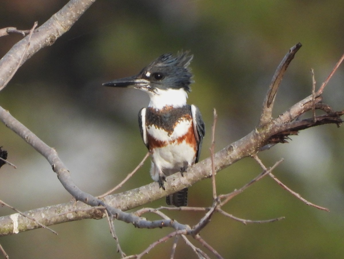 Belted Kingfisher - ML616614589