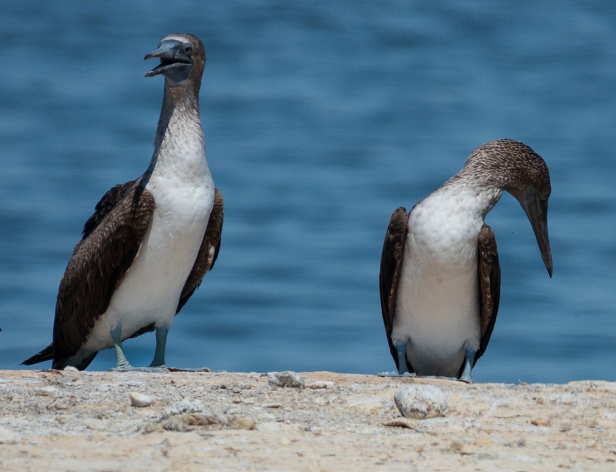 Blue-footed Booby - ML616614643