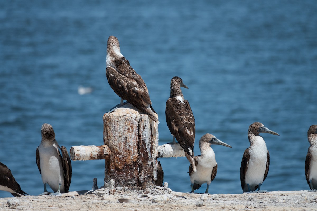 Blue-footed Booby - ML616614661
