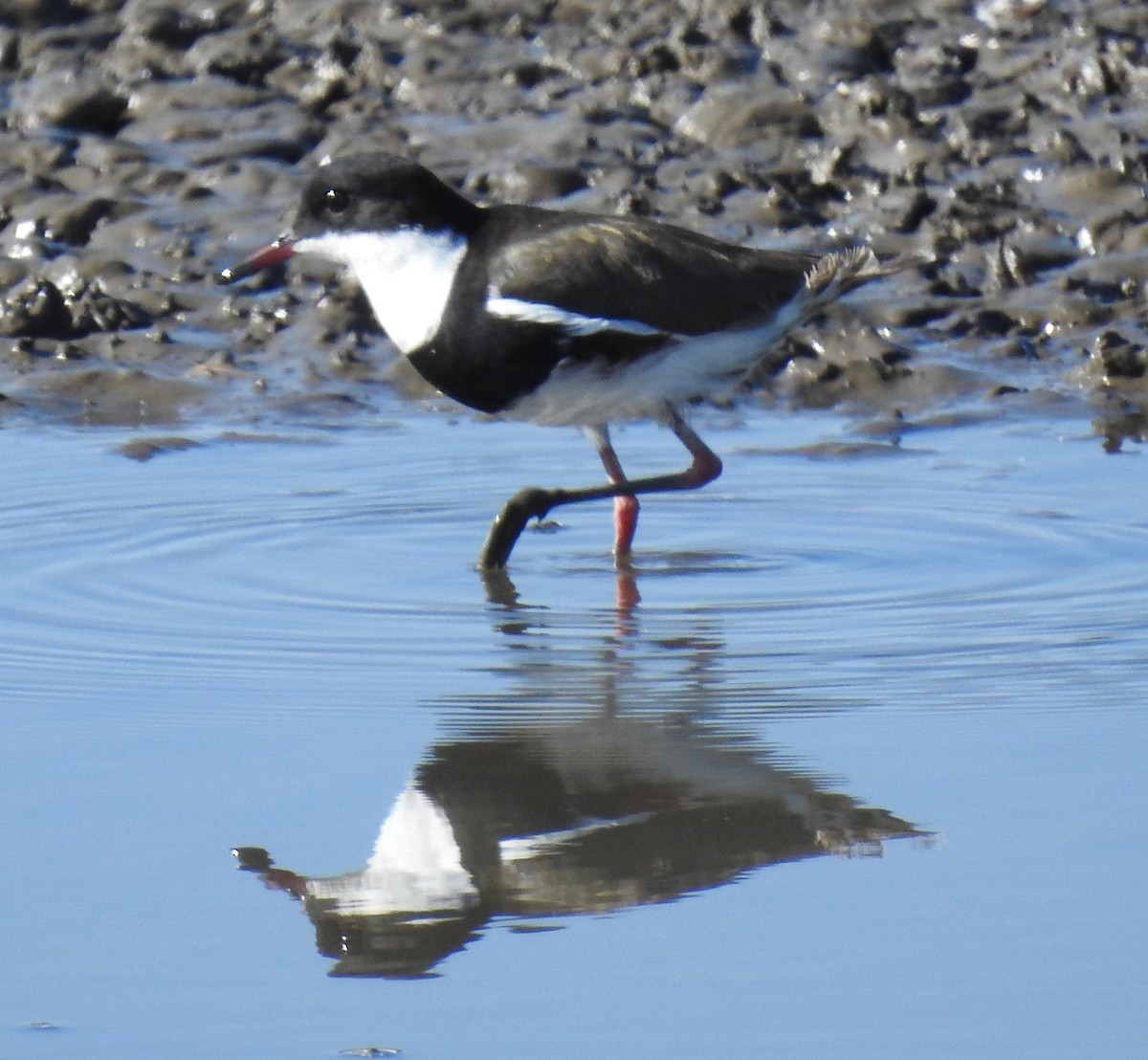 Red-kneed Dotterel - ML616614662