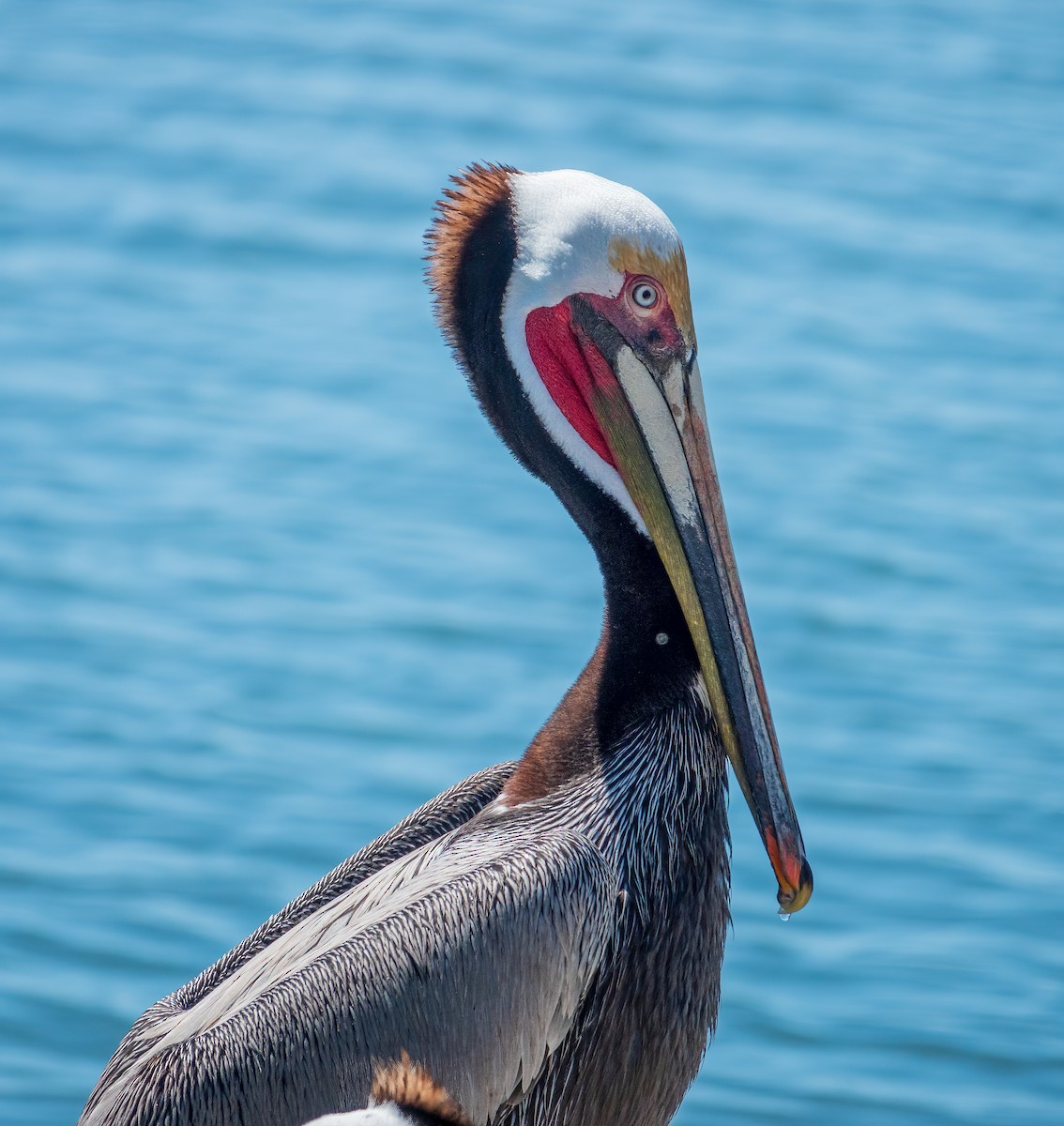 pelikán hnědý - ML616614681