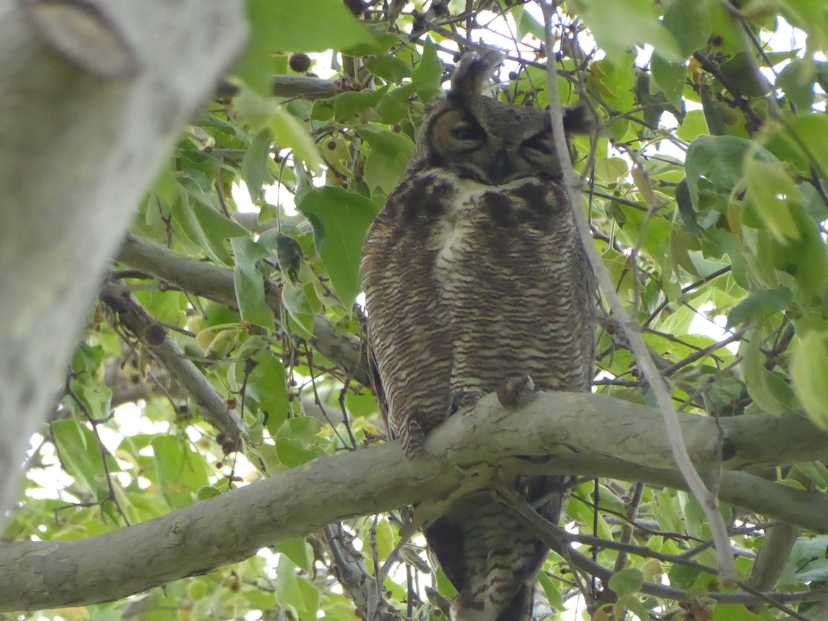 Great Horned Owl - ML616614701