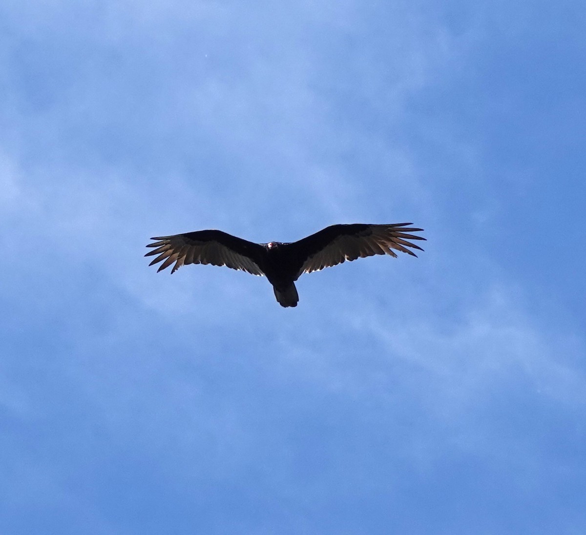 Turkey Vulture - ML616614705