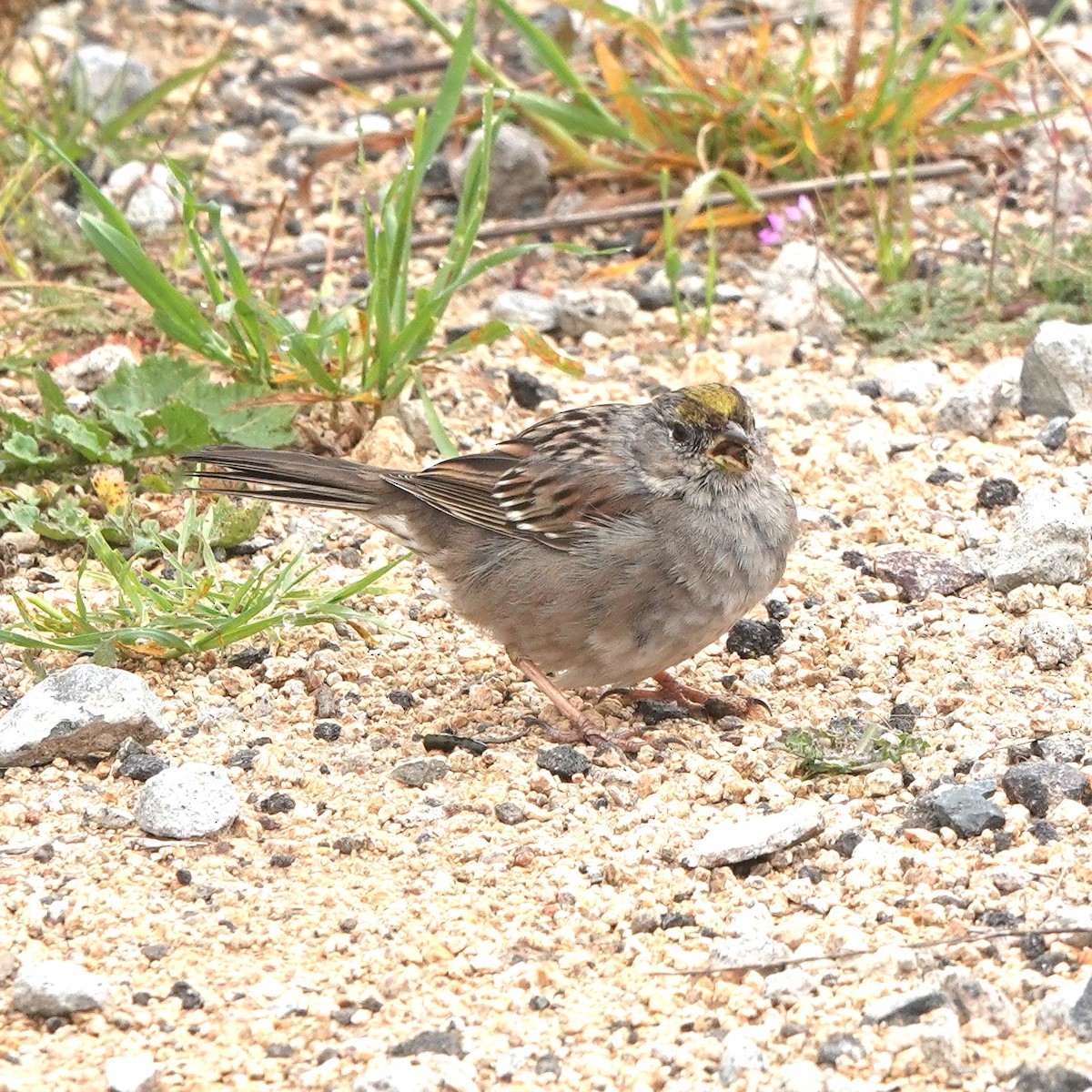 Golden-crowned Sparrow - ML616614739