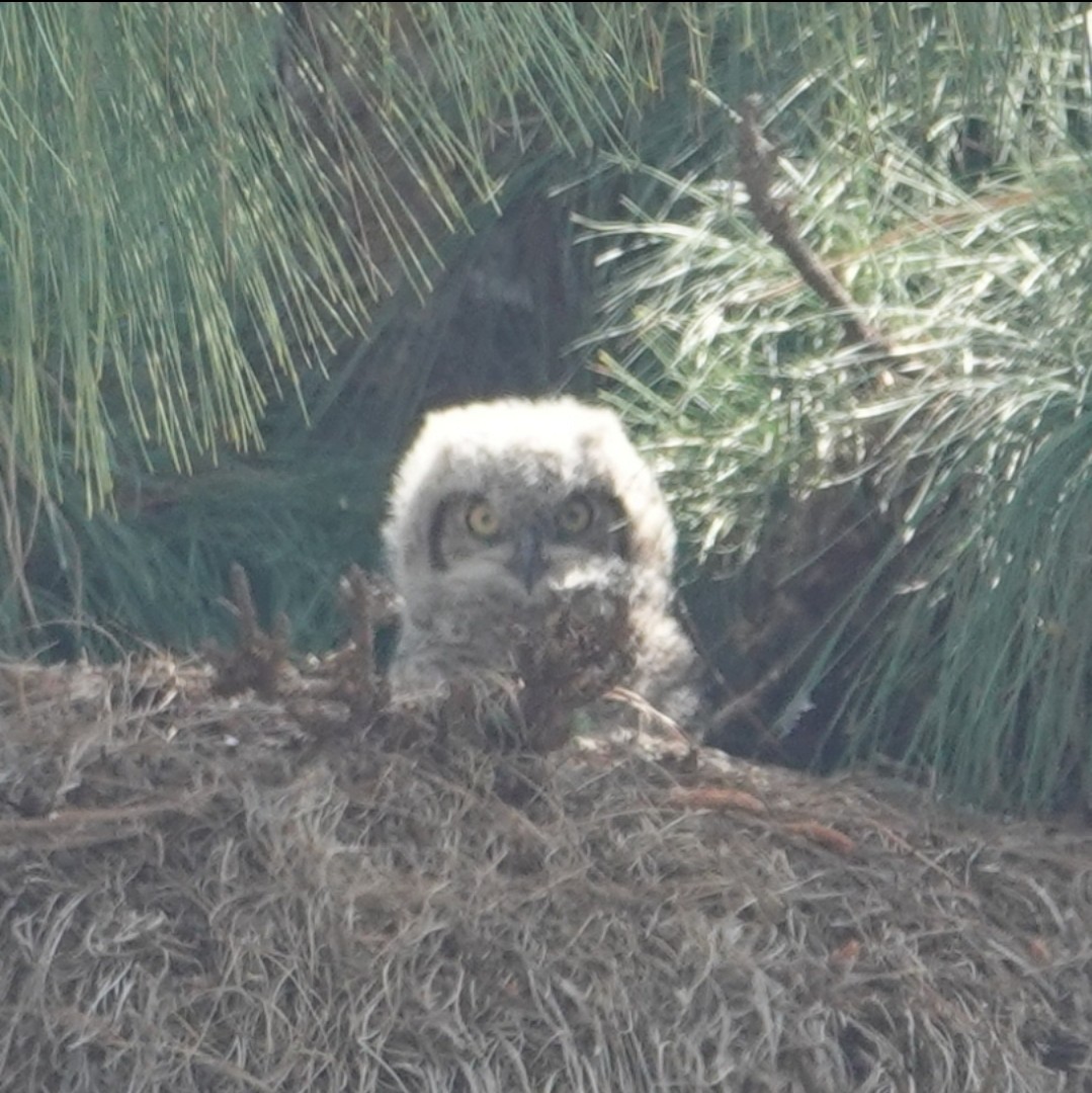 Great Horned Owl - ML616614740