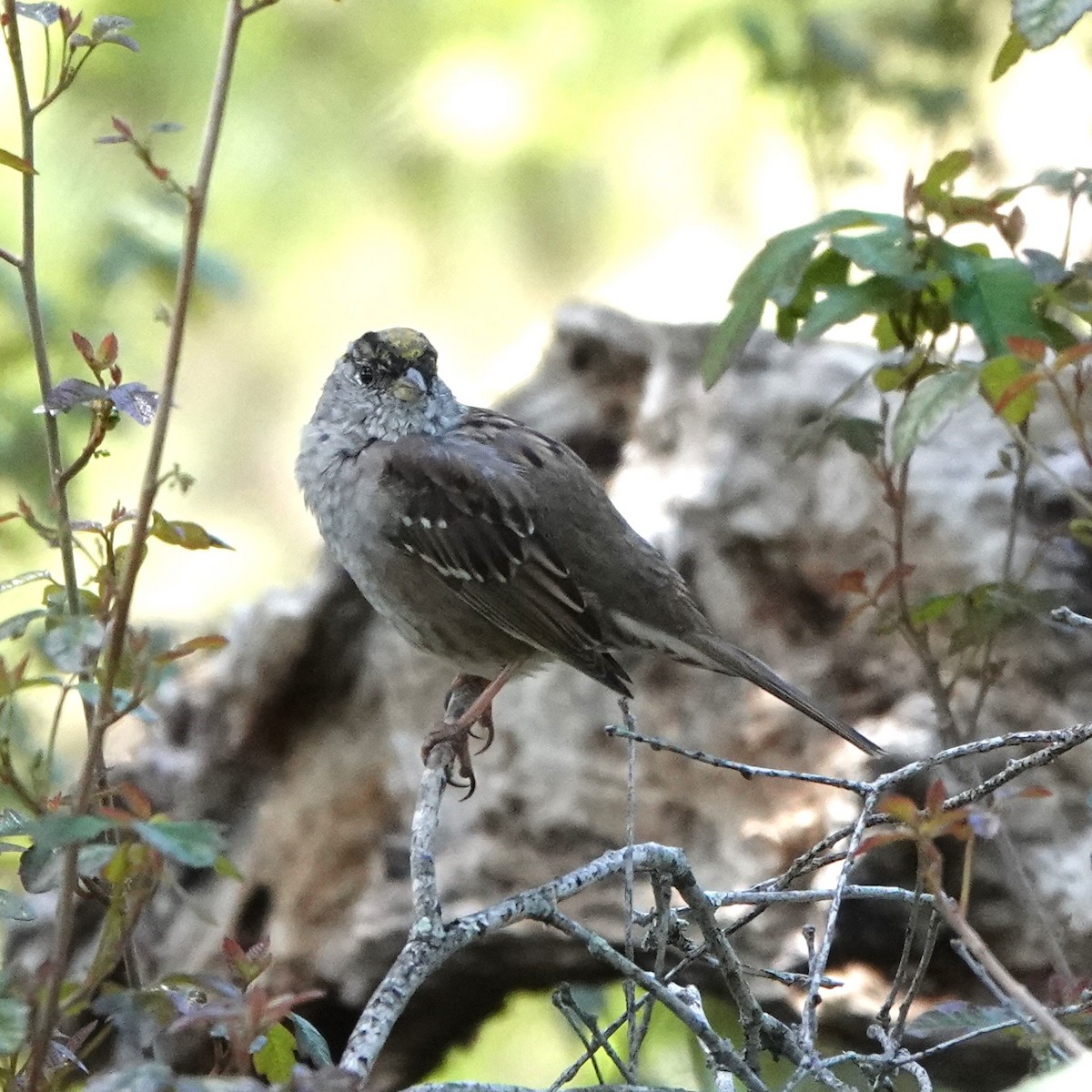 Golden-crowned Sparrow - ML616614747