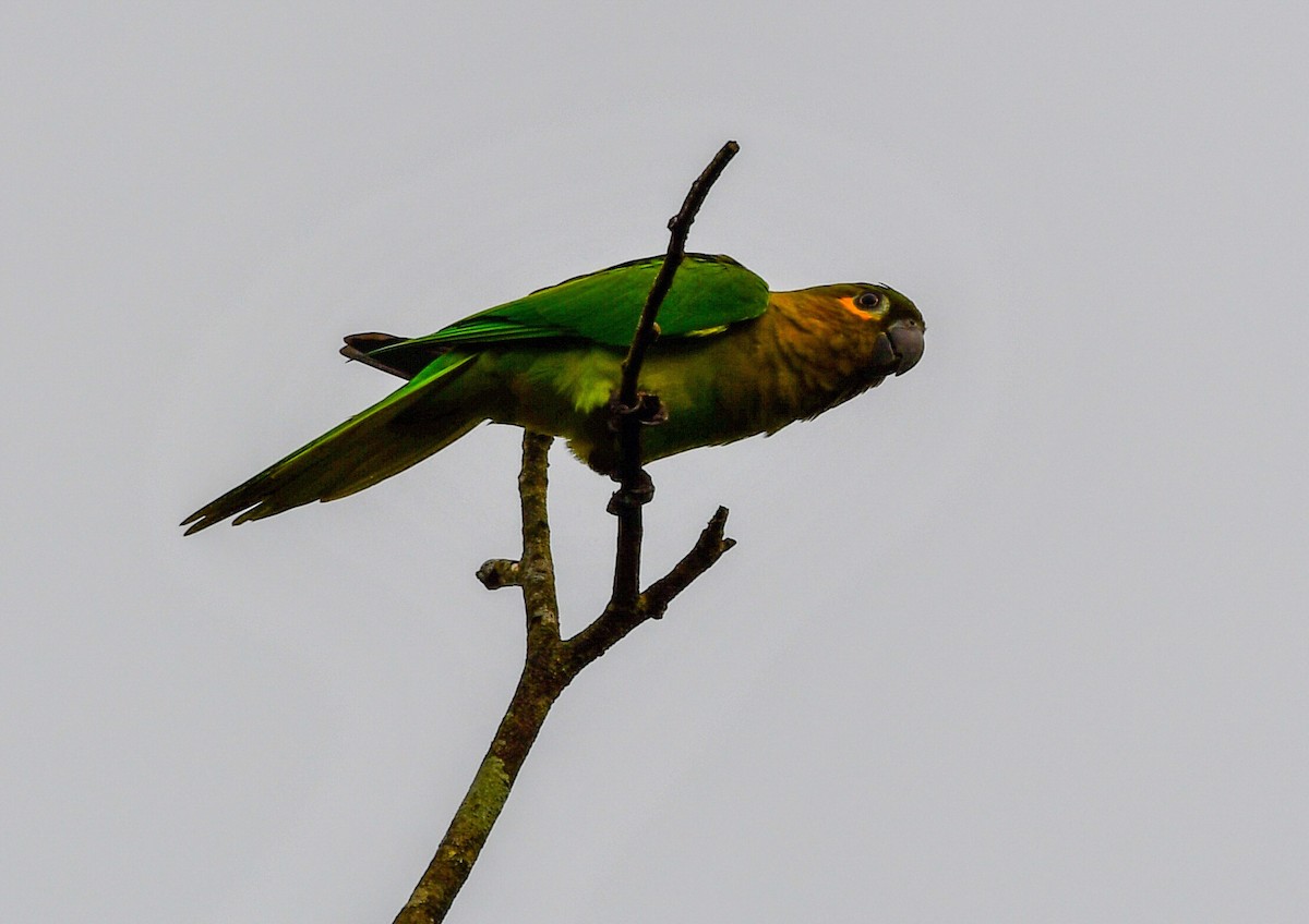 Brown-throated Parakeet - ML616614748
