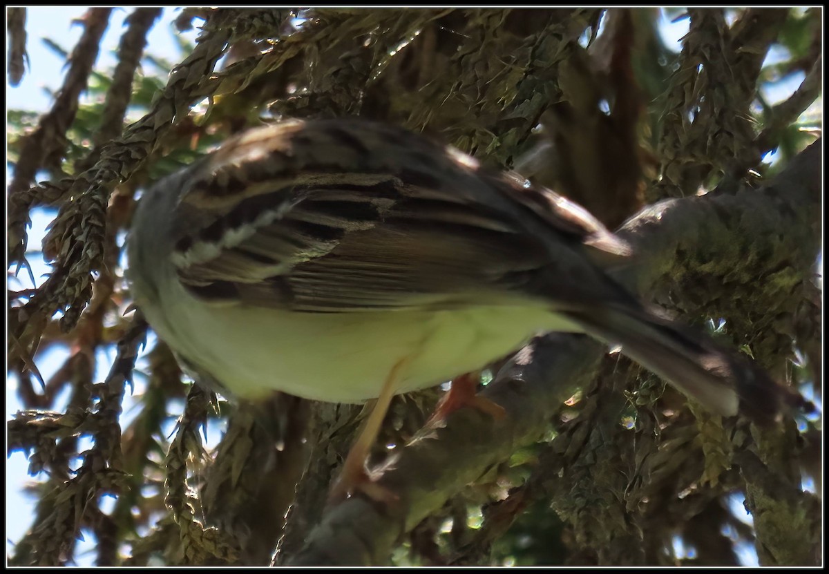 Chipping Sparrow - Peter Gordon